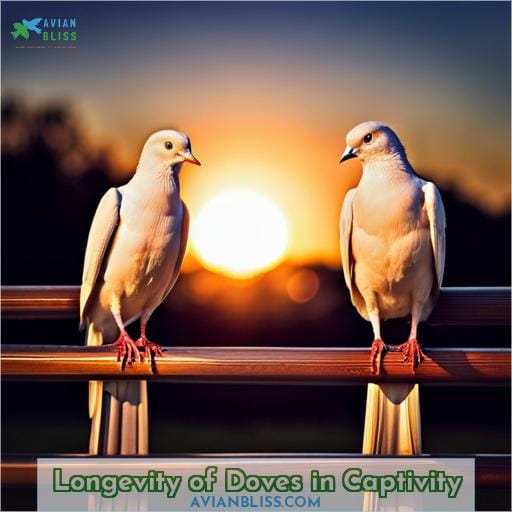 Longevity of Doves in Captivity