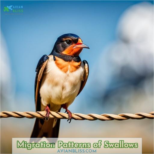 Migration Patterns of Swallows