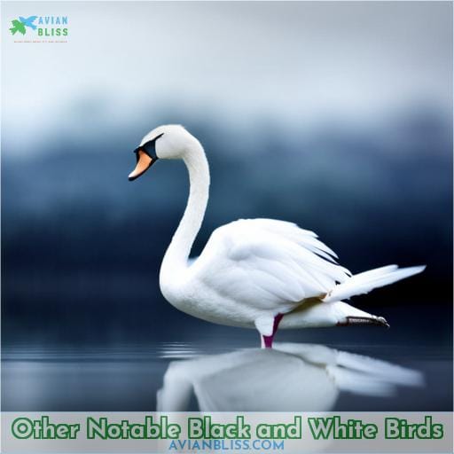 Other Notable Black and White Birds