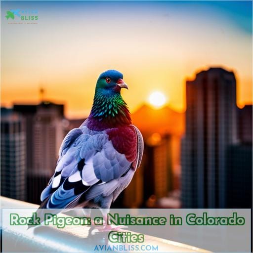 Rock Pigeon: a Nuisance in Colorado Cities