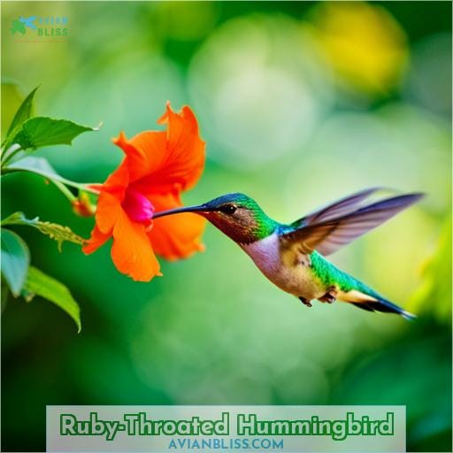 Ruby-throated Hummingbird