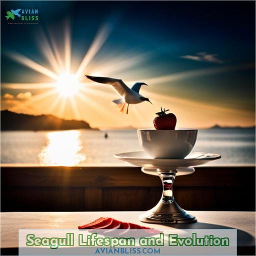 Seagull Lifespan and Evolution