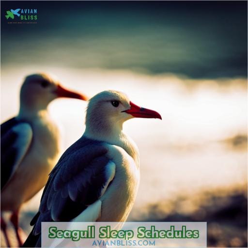 Seagull Sleep Schedules