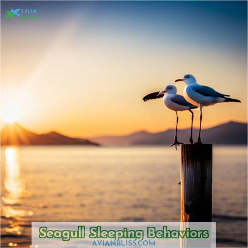 Seagull Sleeping Behaviors