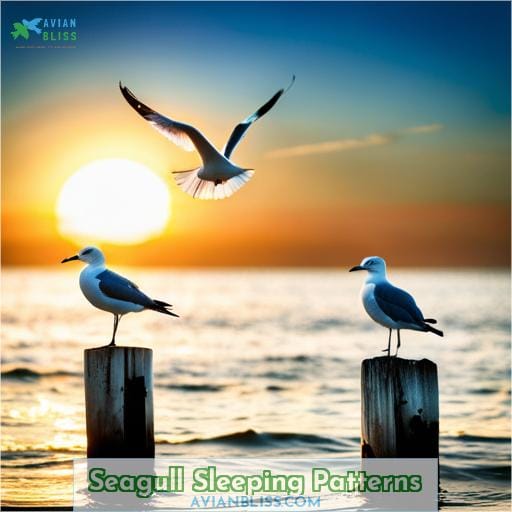 Seagull Sleeping Patterns