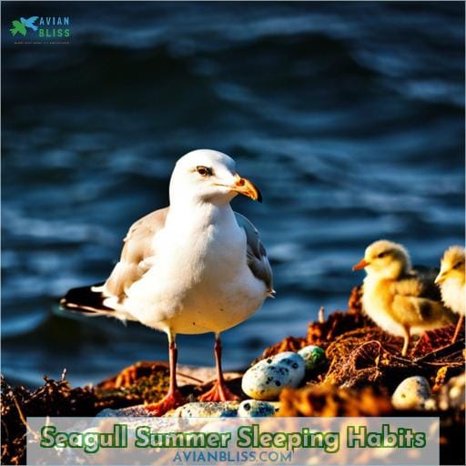 Seagull Summer Sleeping Habits