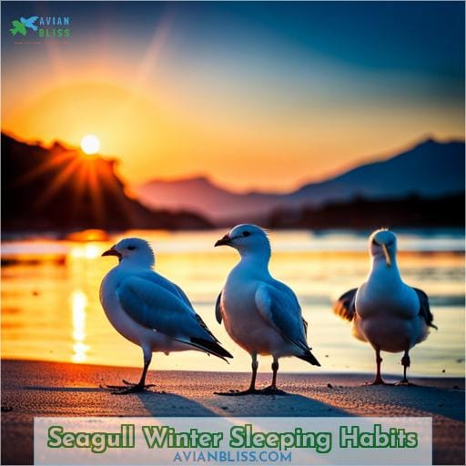 Seagull Winter Sleeping Habits