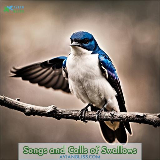 Songs and Calls of Swallows