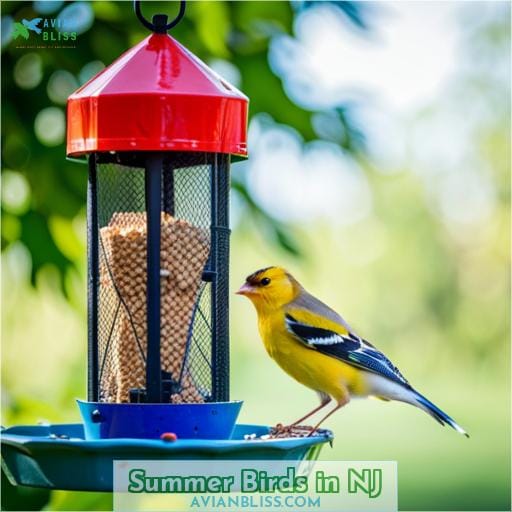 Summer Birds in NJ