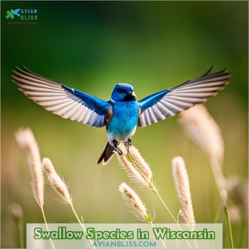 Swallow Species in Wisconsin