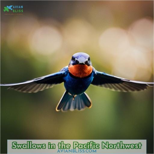 Swallows in the Pacific Northwest