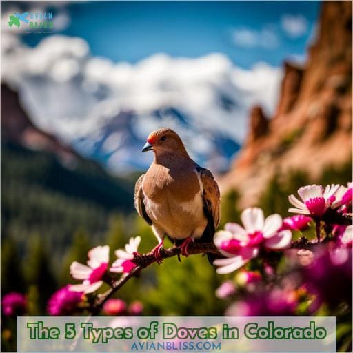 The 5 Types of Doves in Colorado