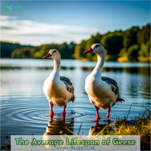 The Average Lifespan of Geese