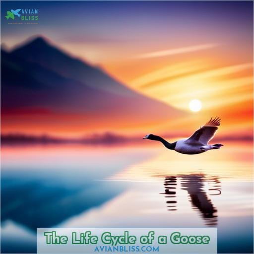 The Life Cycle of a Goose