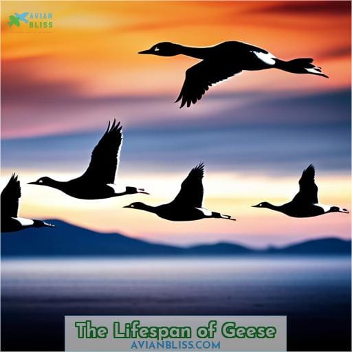 The Lifespan of Geese