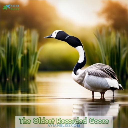 The Oldest Recorded Goose