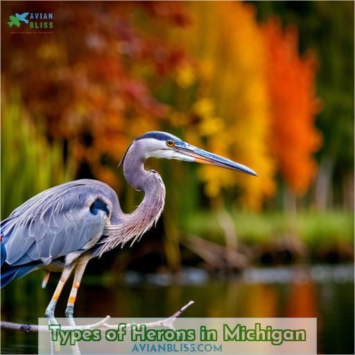 Types of Herons in Michigan