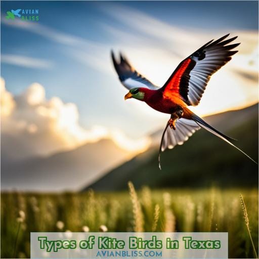 Types of Kite Birds in Texas