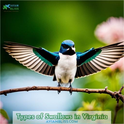 Types of Swallows in Virginia