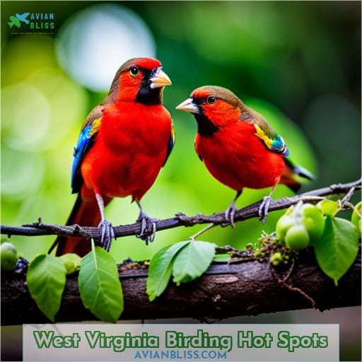 West Virginia Birding Hot Spots