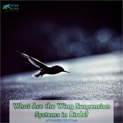 What Are the Wing Suspension Systems in Birds