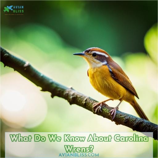 What Do We Know About Carolina Wrens