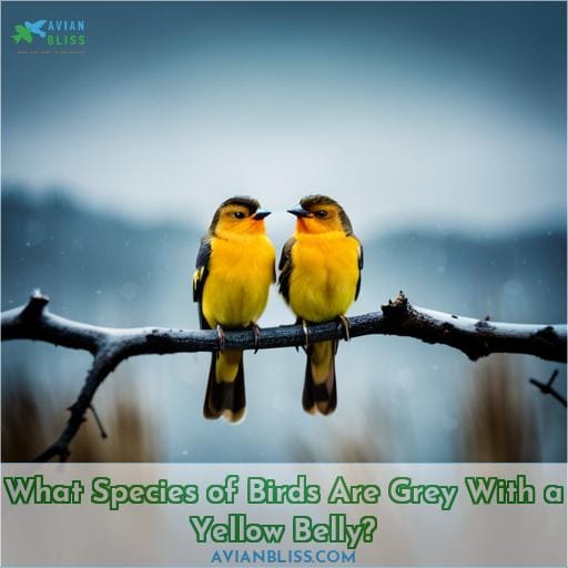 What Species of Birds Are Grey With a Yellow Belly