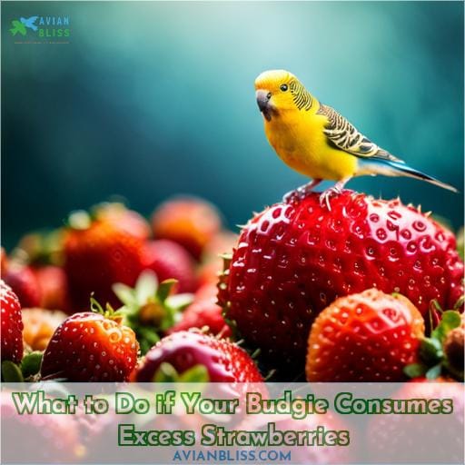 What to Do if Your Budgie Consumes Excess Strawberries