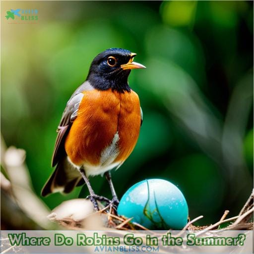 Where Do Robins Go in the Summer