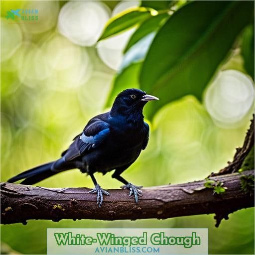 White-Winged Chough