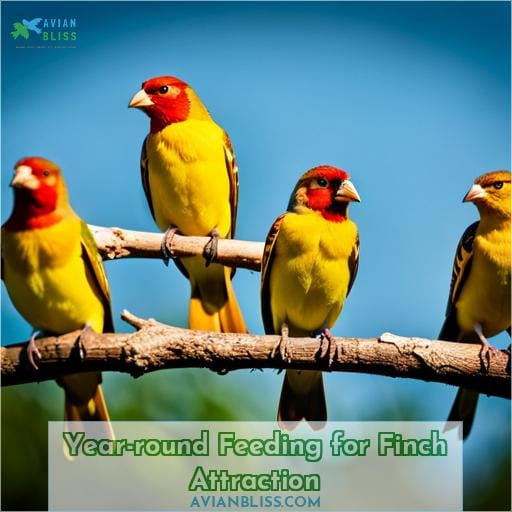 Year-round Feeding for Finch Attraction