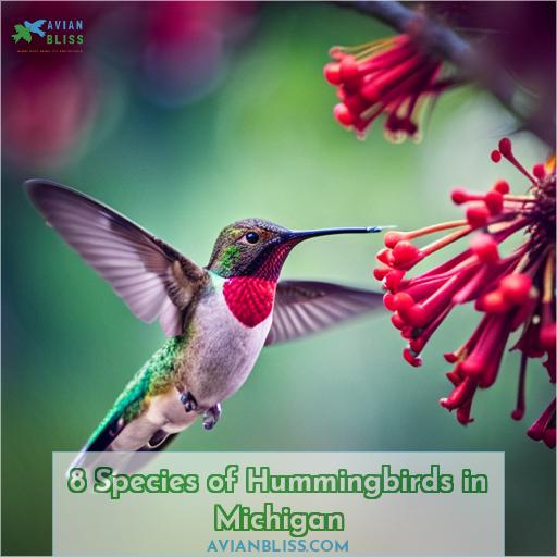8 Species of Hummingbirds in Michigan
