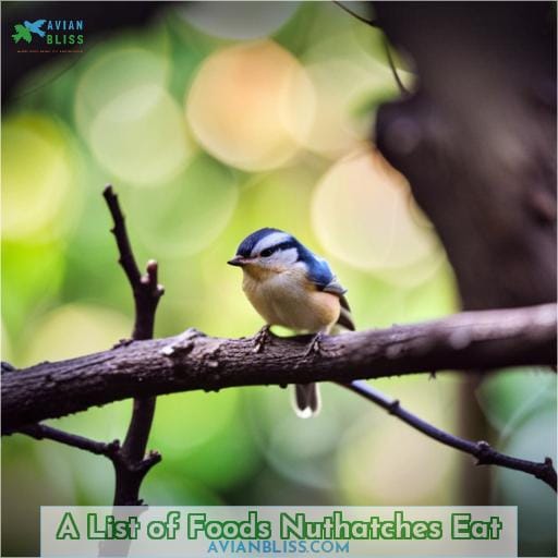 A List of Foods Nuthatches Eat