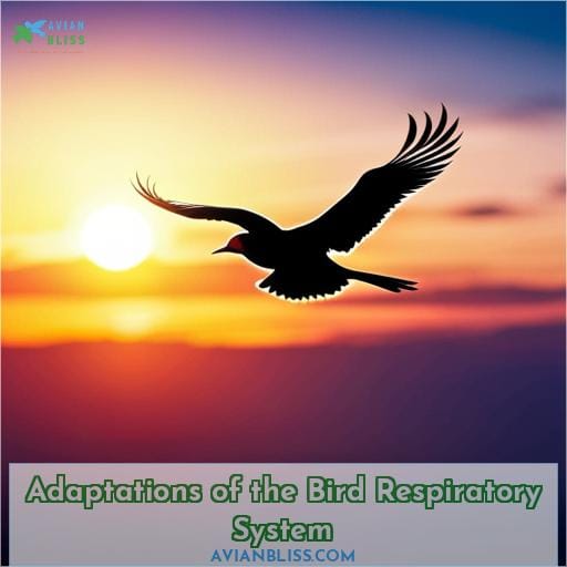 Adaptations of the Bird Respiratory System