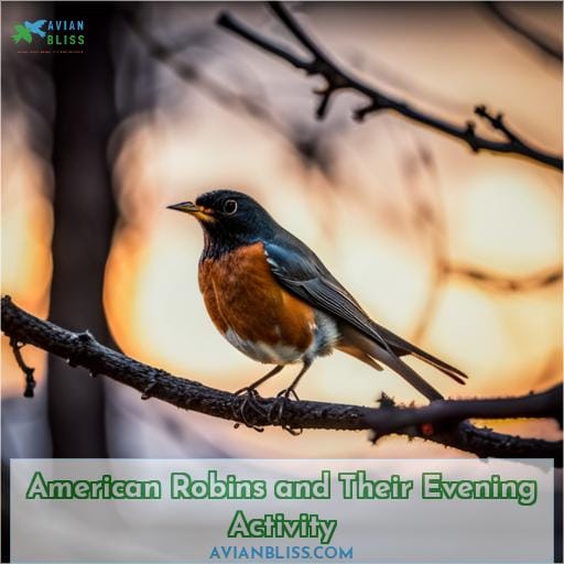 American Robins and Their Evening Activity