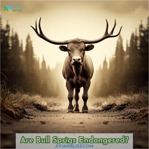Are Bull Sprigs Endangered