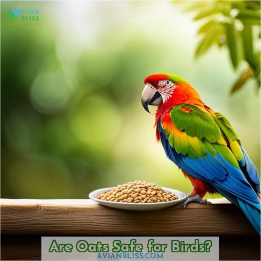 Are Oats Safe for Birds