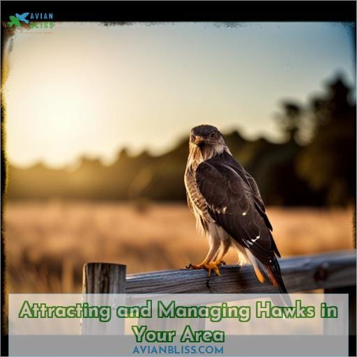 Attracting and Managing Hawks in Your Area