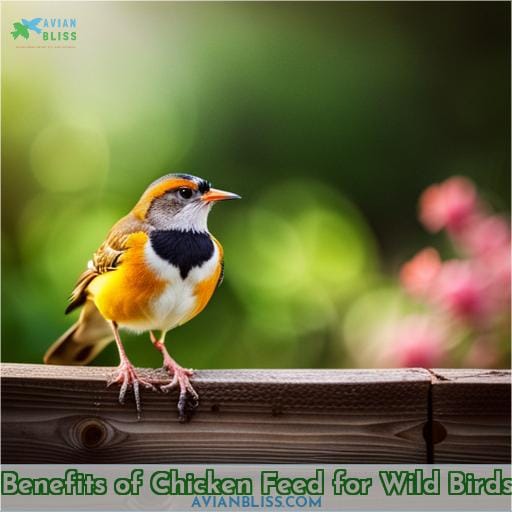 Benefits of Chicken Feed for Wild Birds