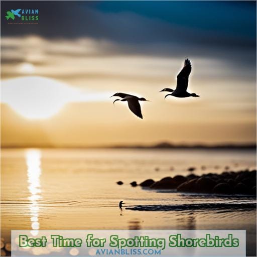Best Time for Spotting Shorebirds
