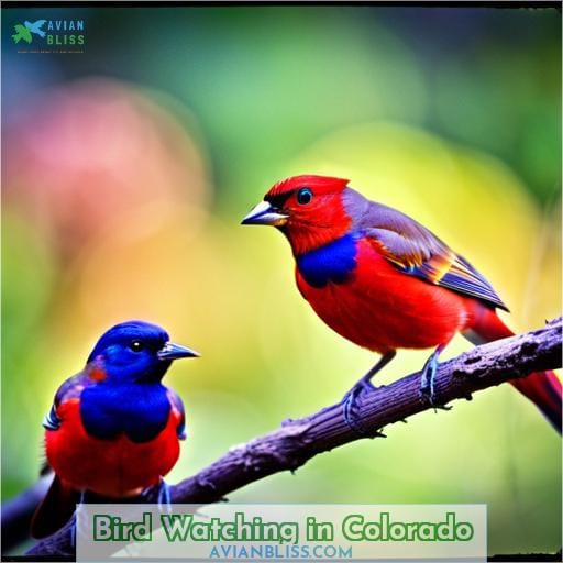 Bird Watching in Colorado