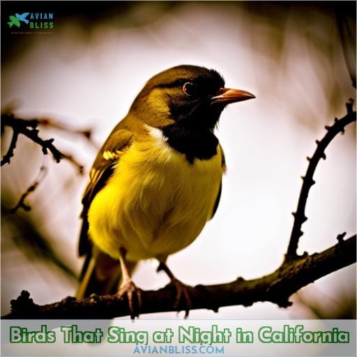 Birds That Sing at Night in California