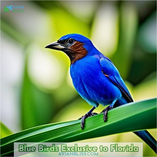 Blue Birds Exclusive to Florida