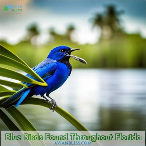 Blue Birds Found Throughout Florida