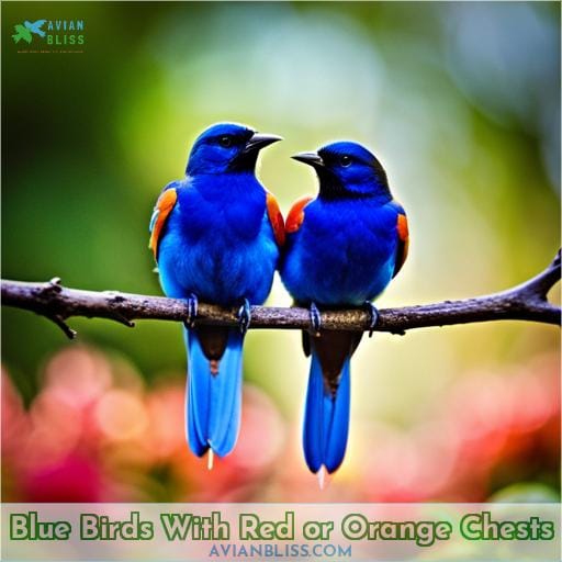 Blue Birds With Red or Orange Chests