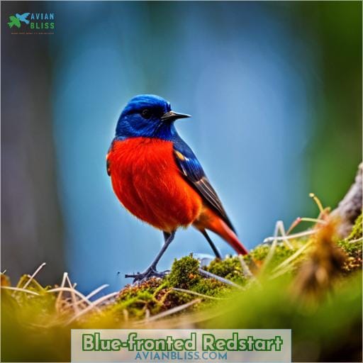 Blue-fronted Redstart