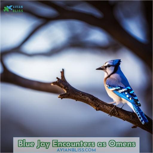 Blue Jay Encounters as Omens