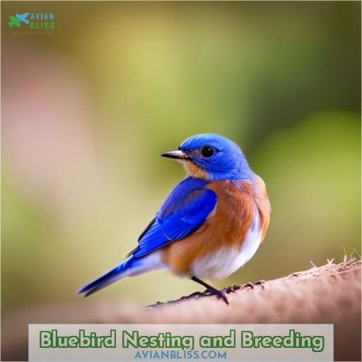 Bluebird Nesting and Breeding