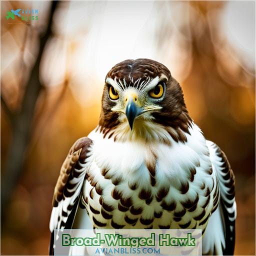 Broad-winged Hawk