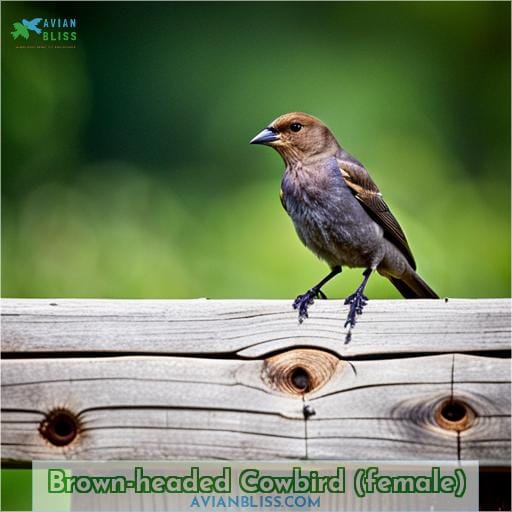 Brown-headed Cowbird (female)